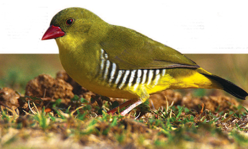 The Green Munia A tale of woes