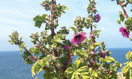 Mallow tree