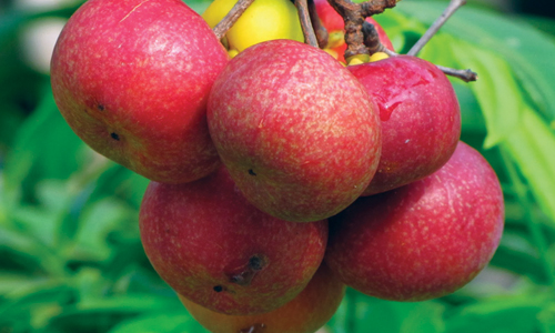 Kokum Fruit