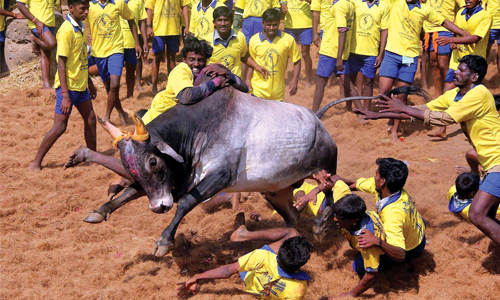 Jallikattu: Protests and Anti-Nationalism