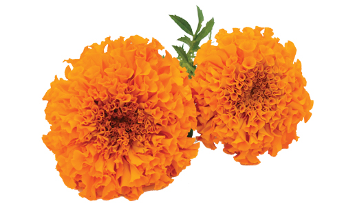 Marigold