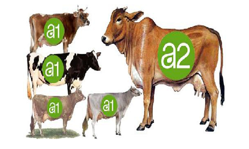 The Better Milk: A1 or A2