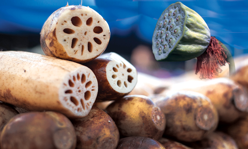 Lotus Root