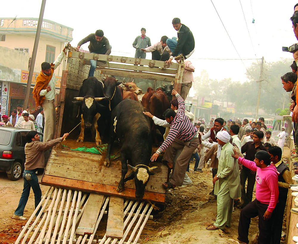 In Defence of Beef Ban