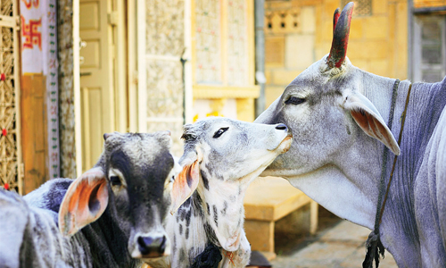 Why Cow is Sacred  The Untold Story