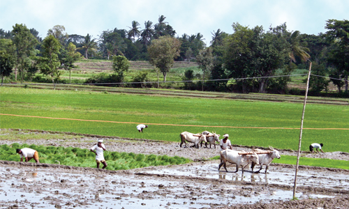 India’s Agriculture The Failure of the Success