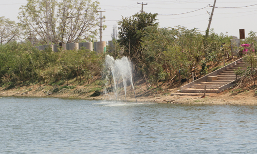 Treating sewage with plants