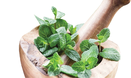 Peppermint Essential Oil