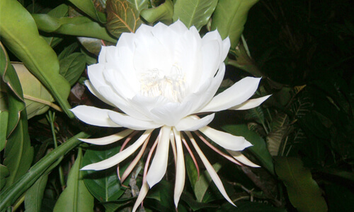 Brahma Kamal