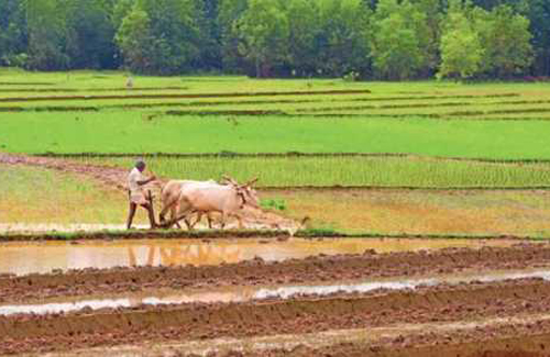 India's Rural Sector