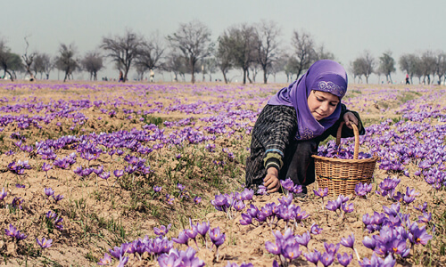 Flowers More colourful in Kashmir now