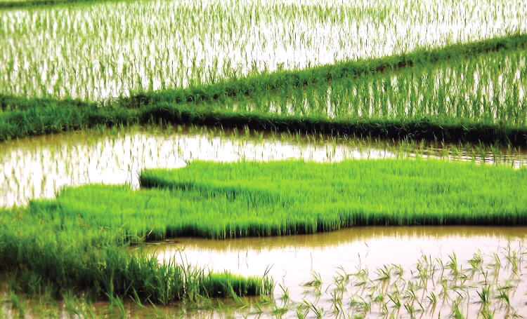 Food security with flood, drought-resistant rice crops