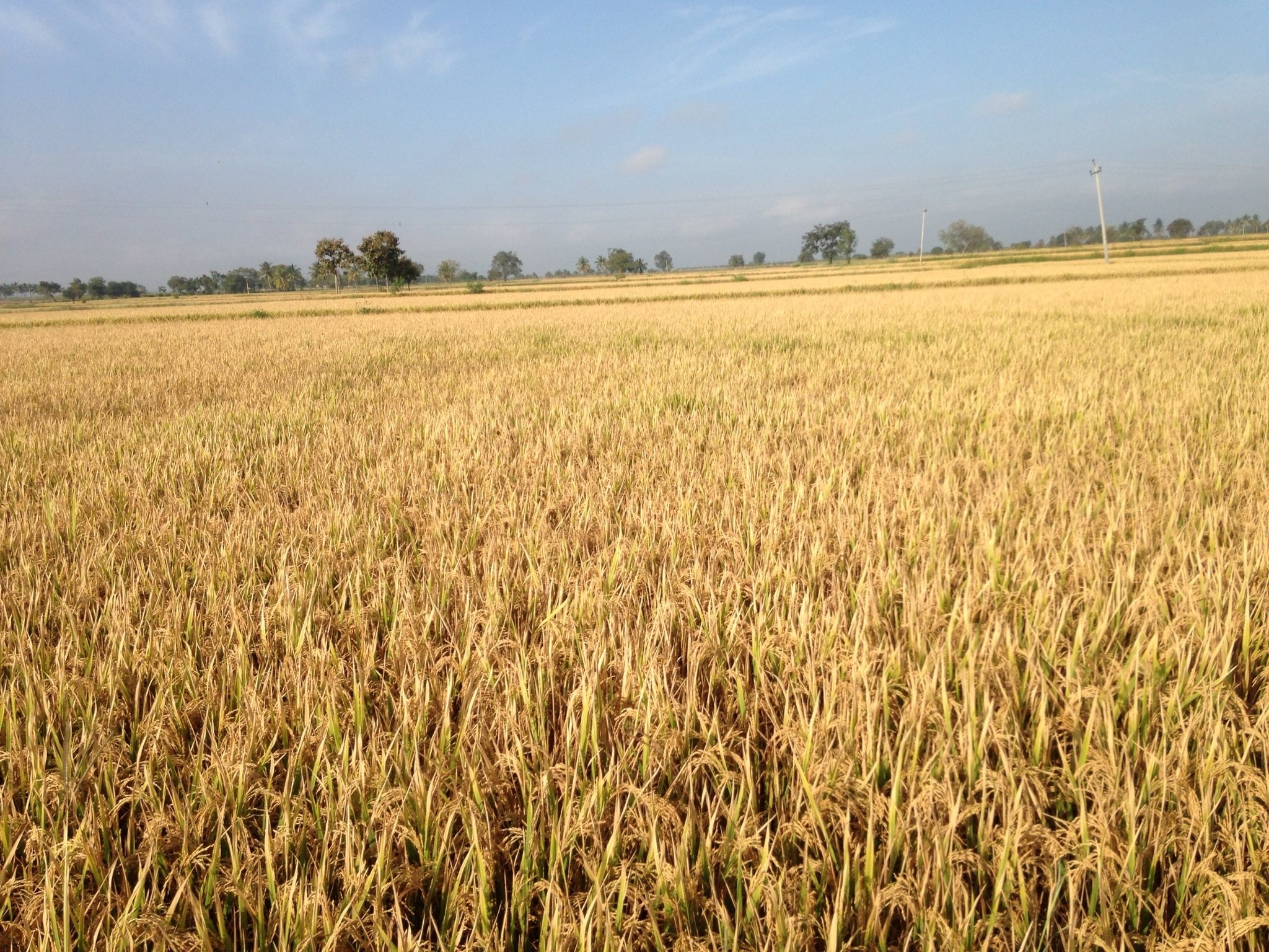 Procurement of wheat for current Rabi season to begin tomorrow