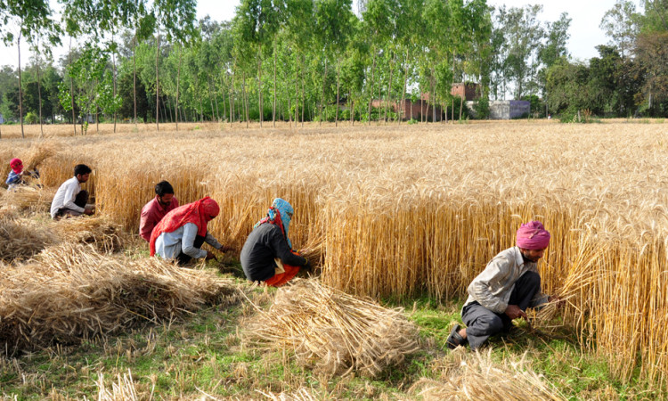 Gujarat govt to procure wheat from April 27