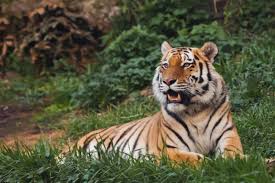 International Tigers day being observed today