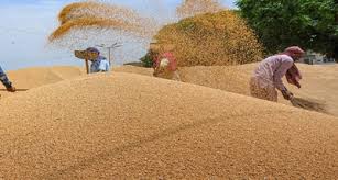 Around 495.37 lakh MTs rice estimated for procurement