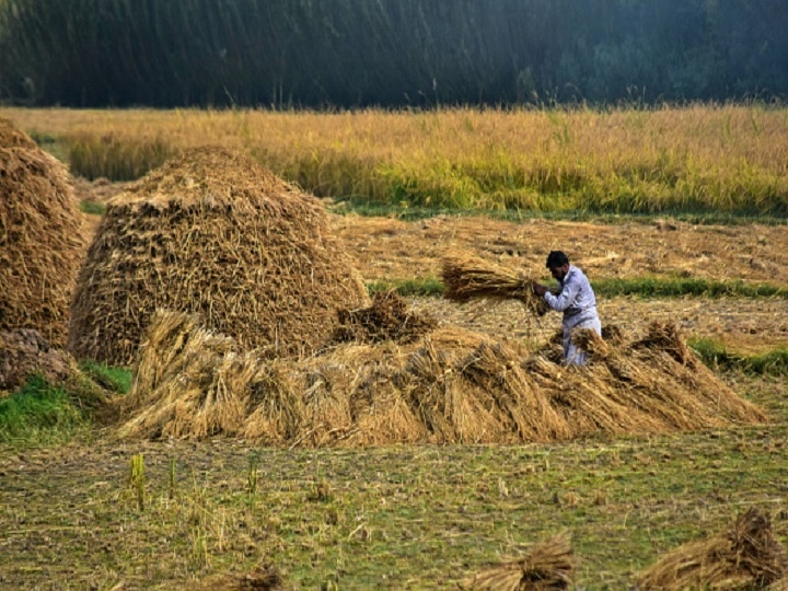 Modi Govt announces increase in MSPs for six Rabi crops