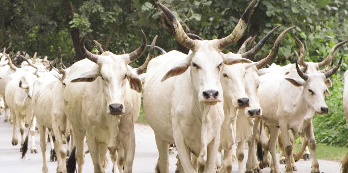 Cattle slaughter to be banned in Sri Lanka