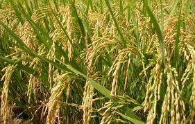 Paddy procurement by Govt  goes up by 48% compared to last year