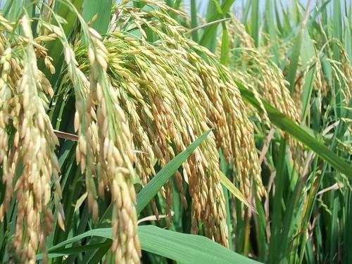 Over 90 LMT paddy procured: Govt