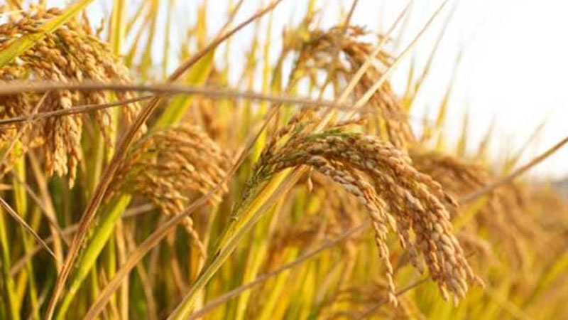 Govt to procure record 742 Lakh metric tonnes of paddy