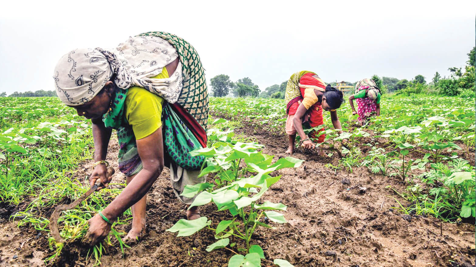 Women hold the key to dietary diversity