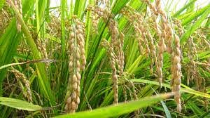 Government procures over 262 lakh tonnes paddy