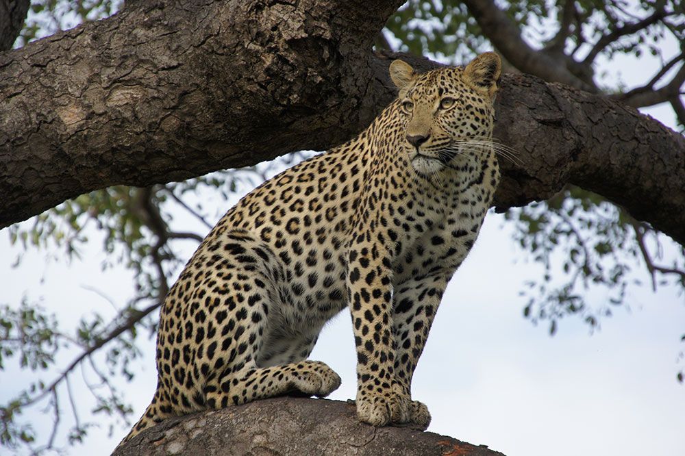 60 percent rise in Leopard population across the Country