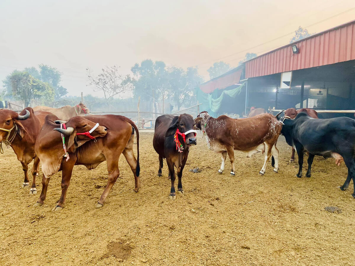 Karnataka: Ready for ordinance to ban cow slaughter