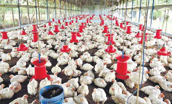 Madhya Pradesh confirms bird flu virus in nine districts