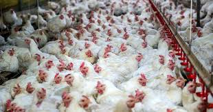 Animal Husbandry department issues advisory to Bird Flu affected States