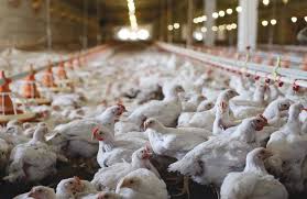 Centre advises states to enhance surveillance for avian influenza