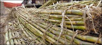 Govt approves 3,500 crore rupees for providing assistance to sugar mills