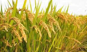 Govt procures more than 620 lakh tonnes of paddy in current Kharif Marketing Season