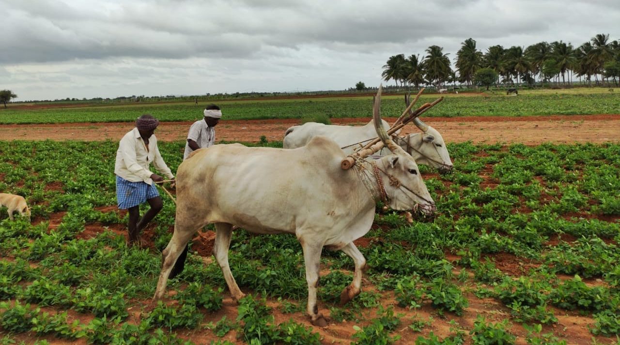 Evolution of Agri-Market Reforms : The Quintessential Weapon to Reward Long-Due Modesty to Farmers