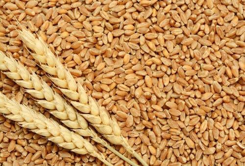 Rs. 22,215.93 crore already transferred directly into Punjab farmers’ account against sale of their Wheat crop