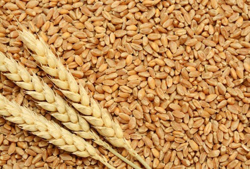 Wheat procurement up by 32% in comparison to corresponding period of last year
