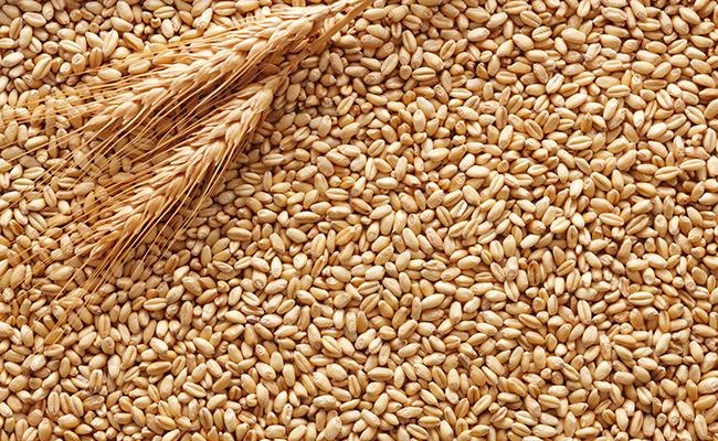 Govt says procurement of #Wheat in ongoing Rabi Marketing Season 2021-22 is continuing smoothly in the procuring States. So far a quantity of 432.19 Lakh Metric Tonnes of Wheat procured which is all-time high. It exceeds the previous high of 389.92 Lakh Metric Tonnes of 2020-21.