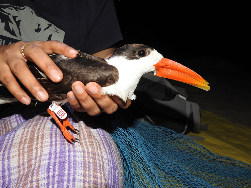 Birds Know No Boundaries : Ringing studies by BNHS unravel the long-distance migration by birds