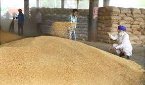 11.81 % more wheat procured in comparison to last year’s corresponding period