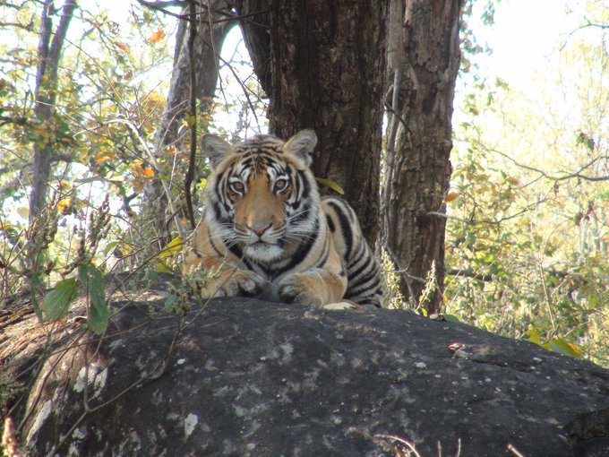 PM @narendramodi extends his greetings to wildlife lovers, especially those who are passionate about tiger conservation on #InternationalTigerDay today.