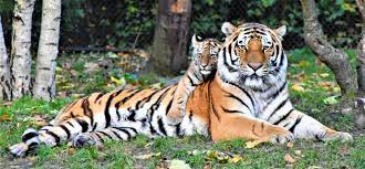 India’s 14 Tiger Reserves get Global CA/TS recognition for good Tiger Conservation