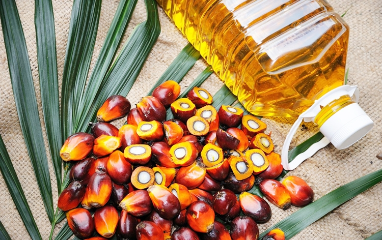 Cabinet approves national mission to step up domestic production of edible oils