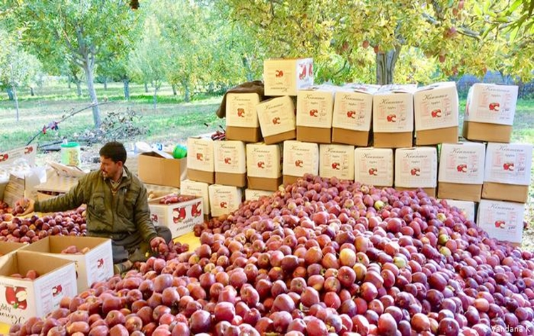 Himachal Pradesh govt procures record amount of apple in over a decade