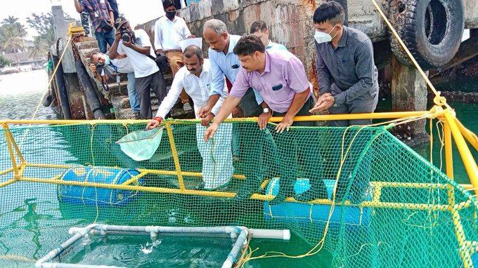 MoS for Fisheries, Animal Husbandry & Dairying Dr.L.Murugan inaugurated stocking of fishes in #Seacage Farm at Agatti Island, Lakshadweep