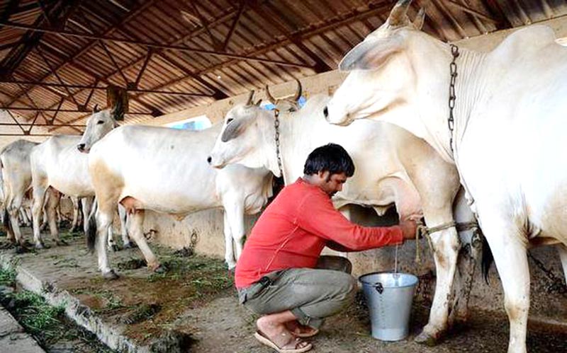 Strengthening India’s dairy sector