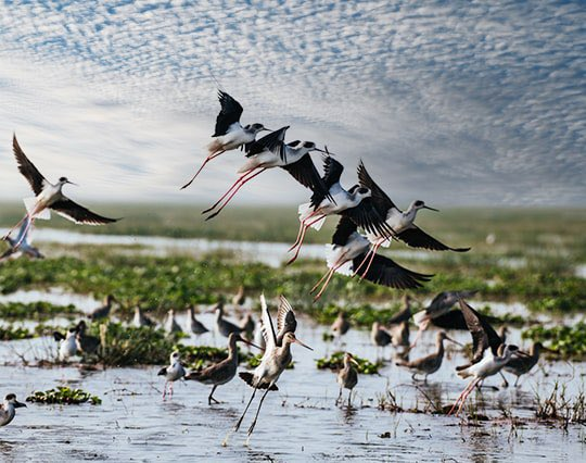 4th National Chilika Bird Festival to host 183 winged visitors.