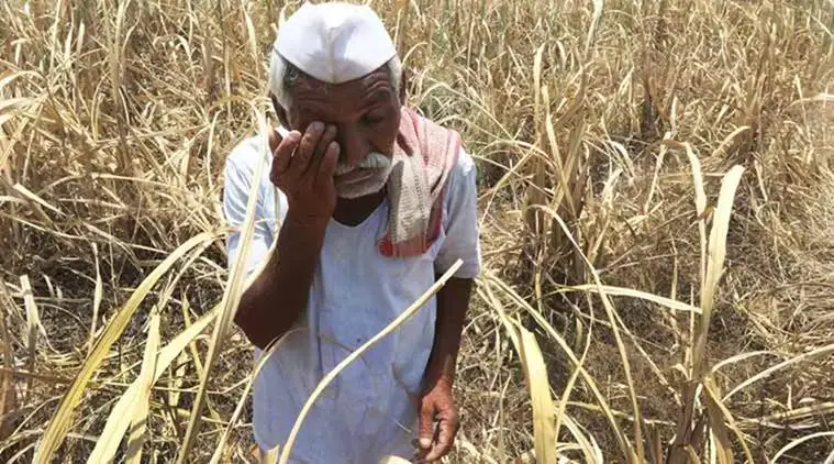 Maharashtra | Wheat, onion & maize farmers in Nashik face crop damage in wake of unseasonal rainfall here MoS Health Dr Bharati Pravin Pawar, who hails from the region, says, 