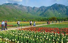 J&K: Tourists and visitors flock to the Tulip Garden in Srinagar as they enjoy the picturesque sight of flowers amid mountains.