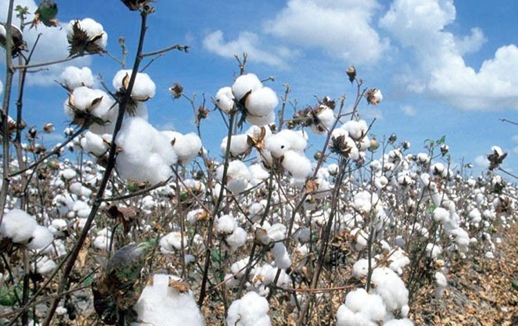 Centre waives off customs duty on cotton imports till Sep 30